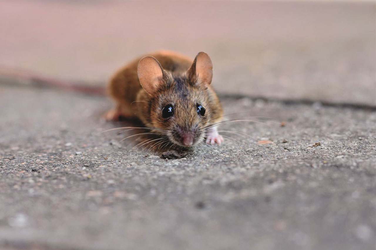 mouse